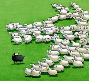 black sheep in the flock